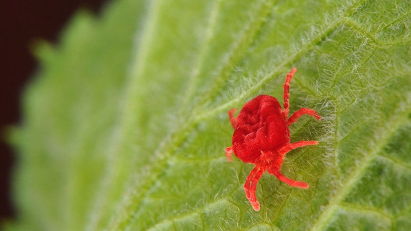 Клещи-краснотелки Trombidiidae