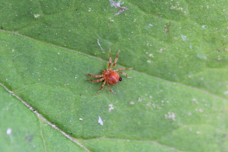 Клещ Rhipicephalus sanguineus
