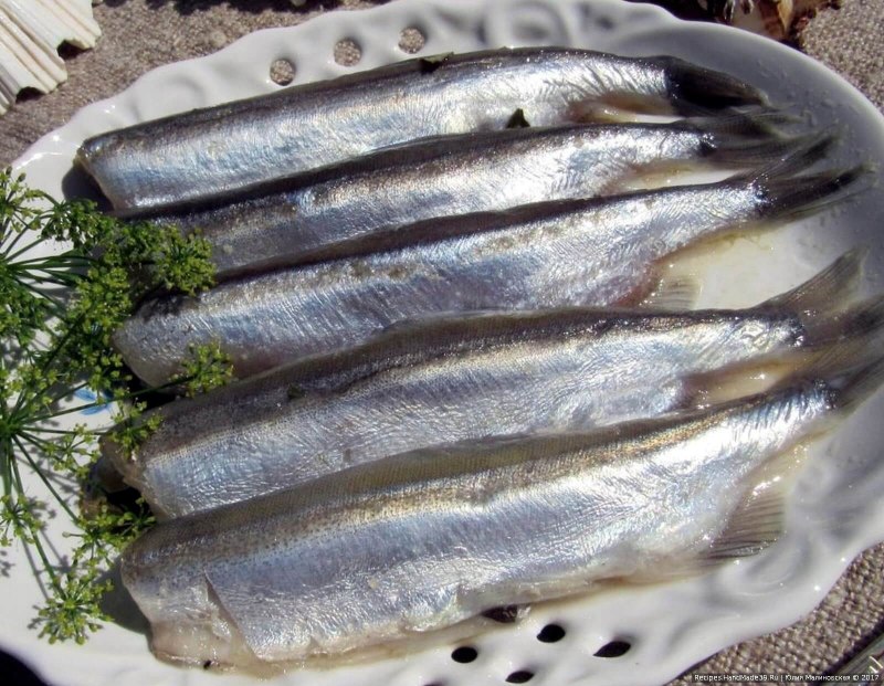 Корюшка Дальневосточная