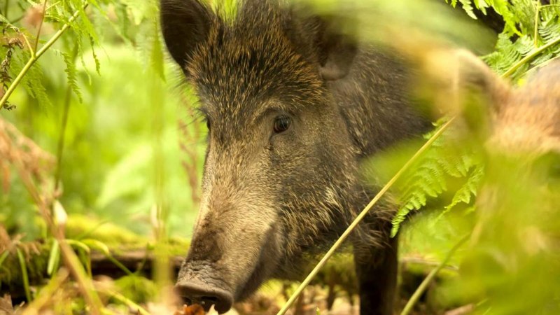 Европейский дикий кабан sus scrofa Ferus
