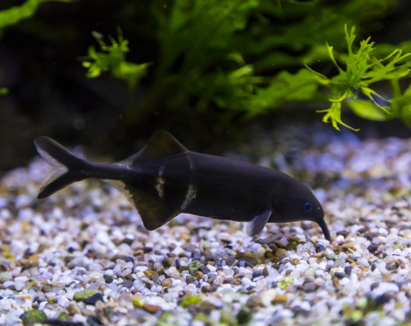 Elephantnose Fish