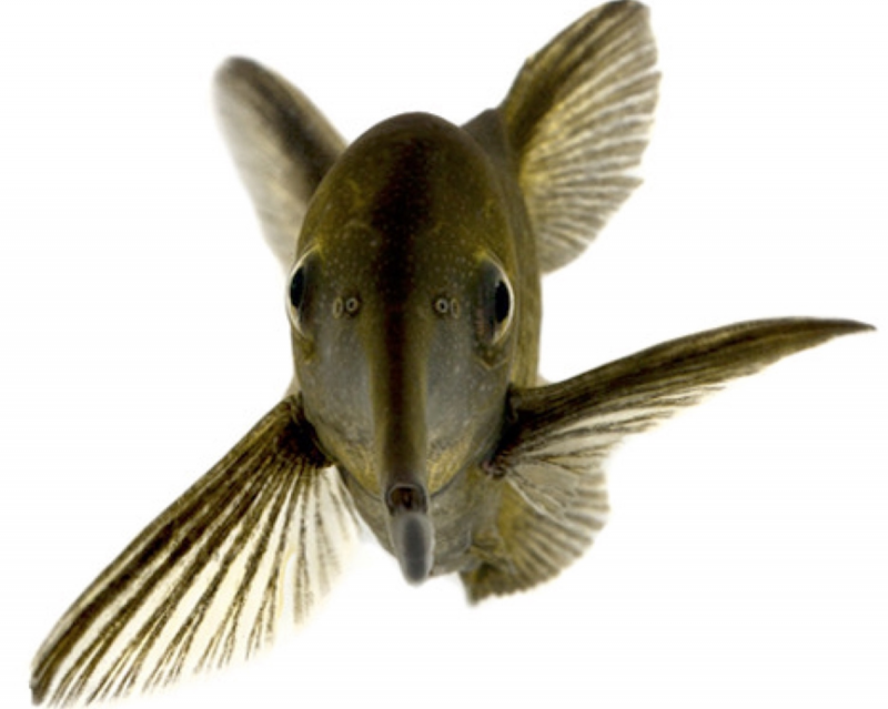 Gnathonemus curvirostris