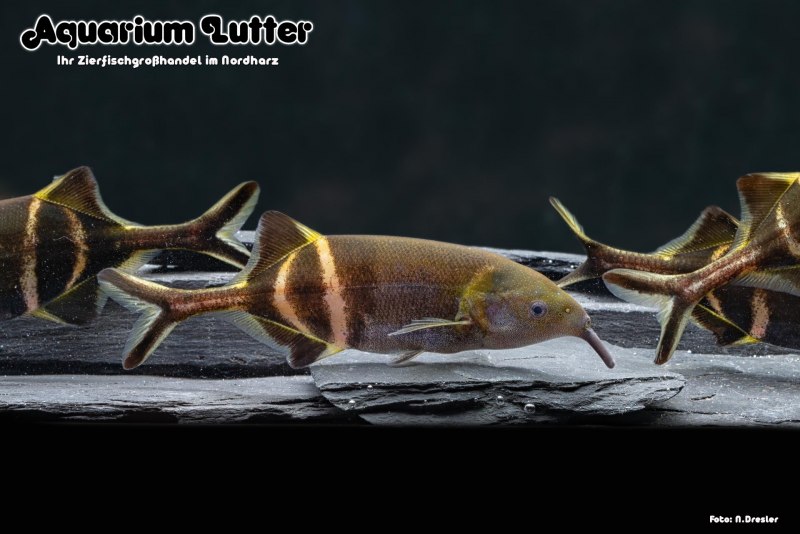 Дюгонь морская корова