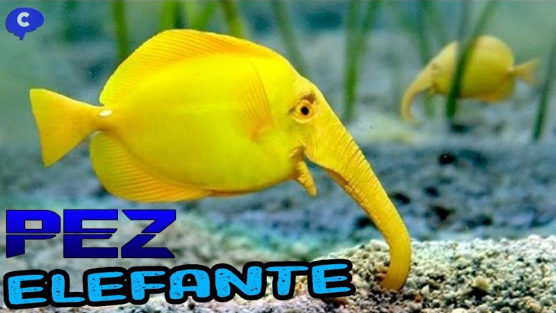 Слон в воде