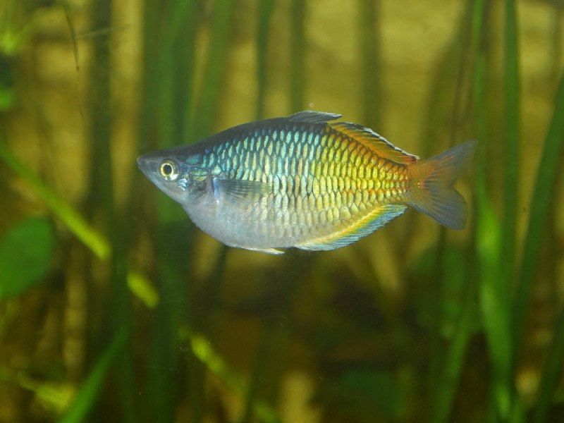 Melanotaenia praecox