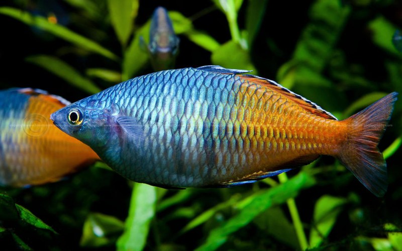 Melanotaenia SP. Kafiamke