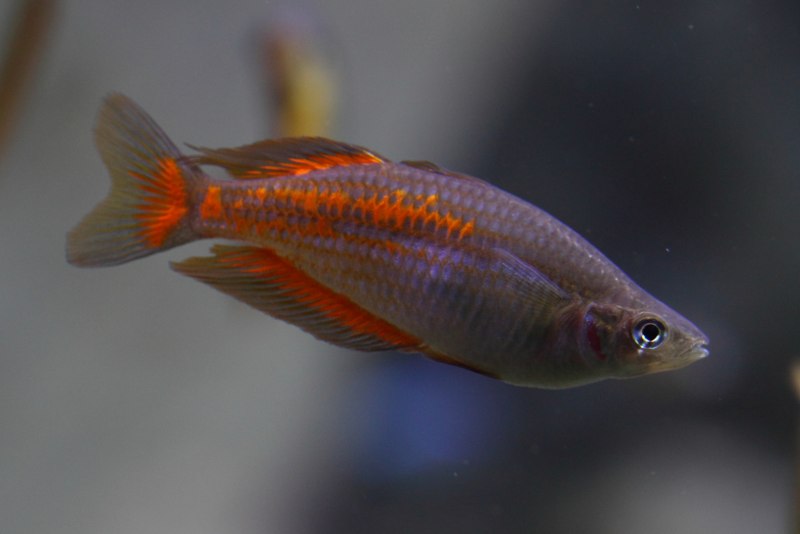 Melanotaenia maccullochi