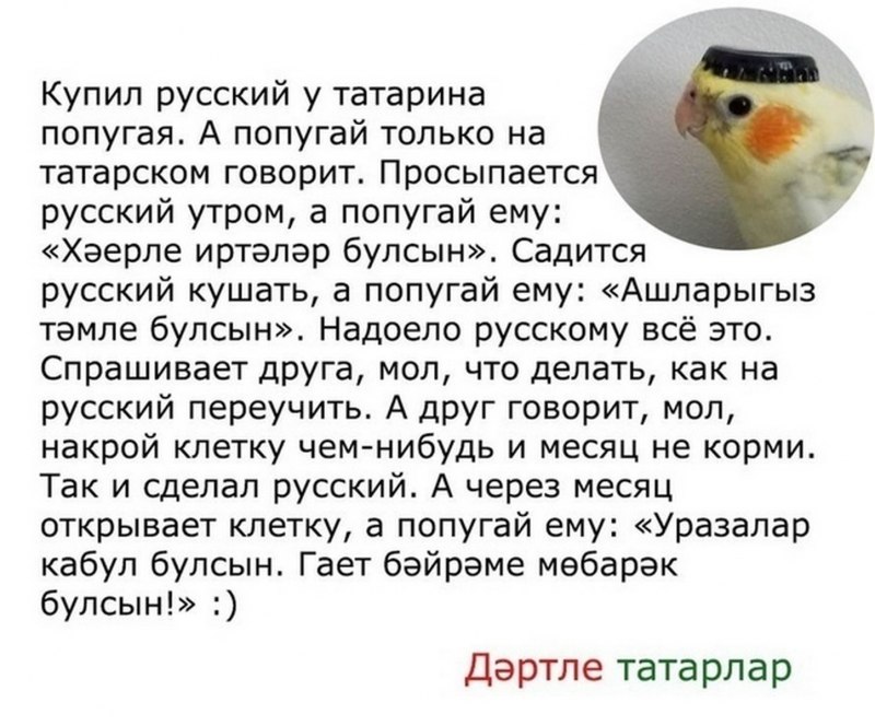 Попугай татарин