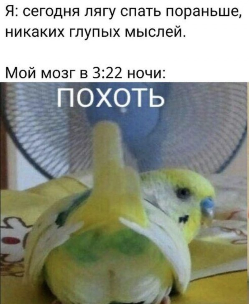 Мемы с попугаями