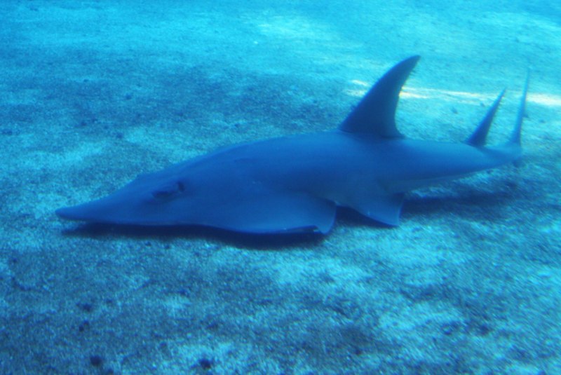 Shovelnose guitarfish