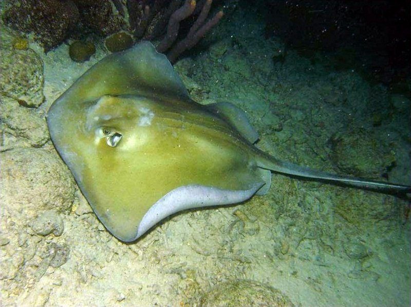 Fiddler Fish