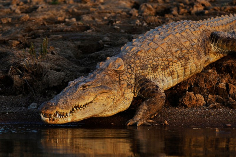 Гангский гавиал в воде