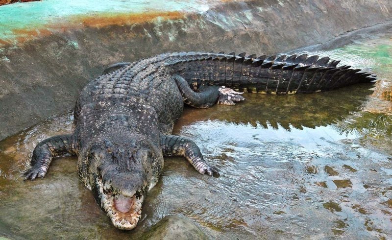 Индийский Gharial