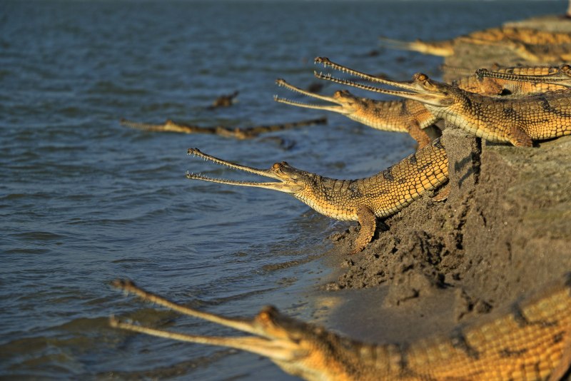 Индийский Gharial