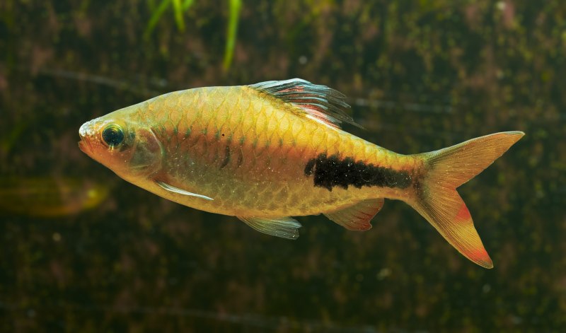 Dawkinsia assimilis