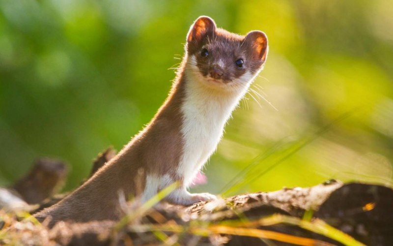 Ласка Mustela nivalis Linnaeus, 1766