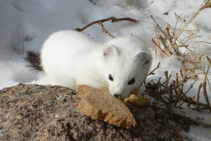 Горностай (Mustela erminea)