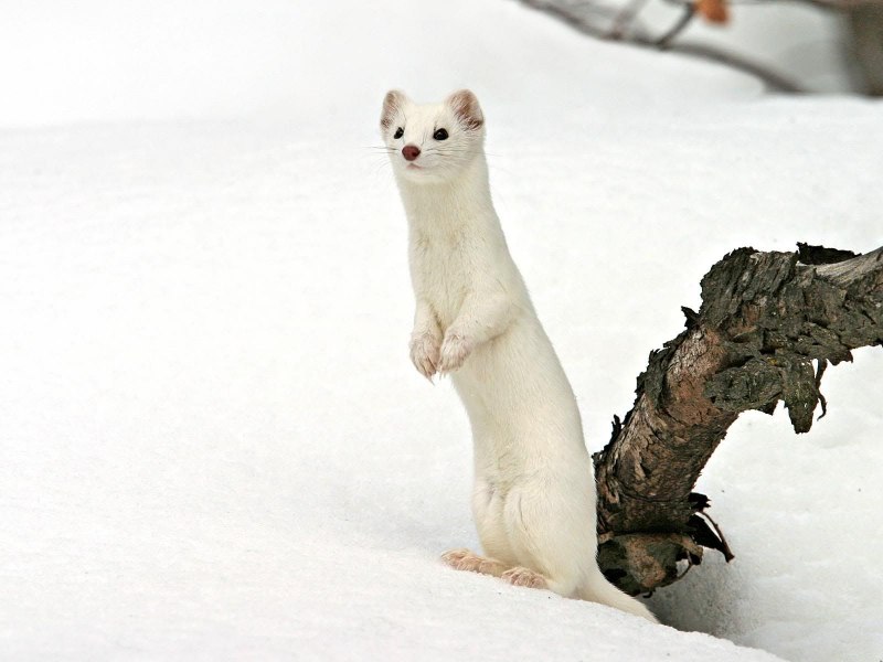 Mustela nivalis