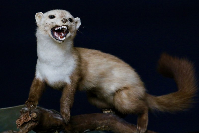 Горноста́й (лат. Mustela erminea)