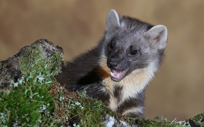 Ласка (Mustela nivalis)