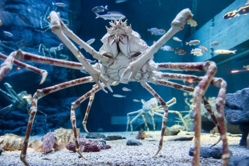 Крабы Macrocheira kaempferi