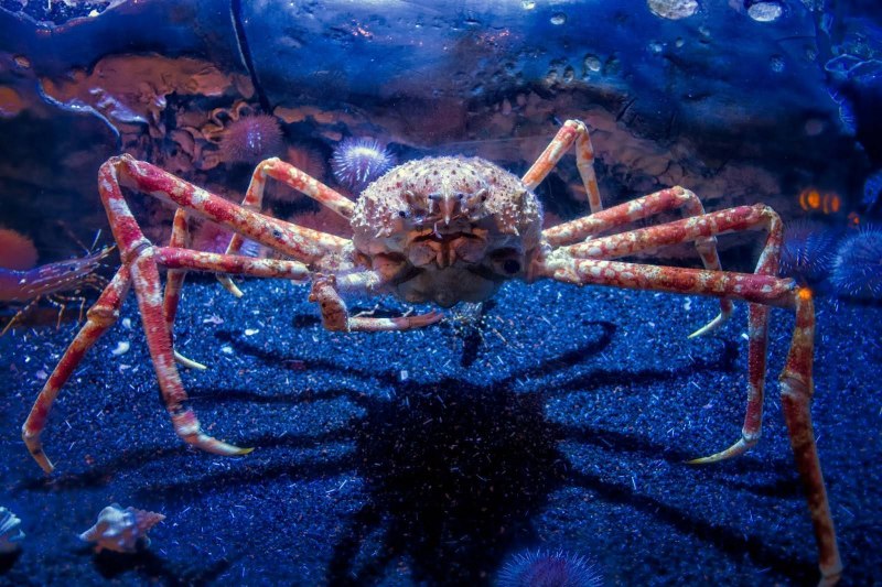 Macrocheira kaempferi