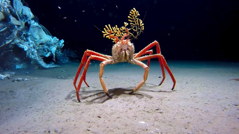 Macrocheira kaempferi