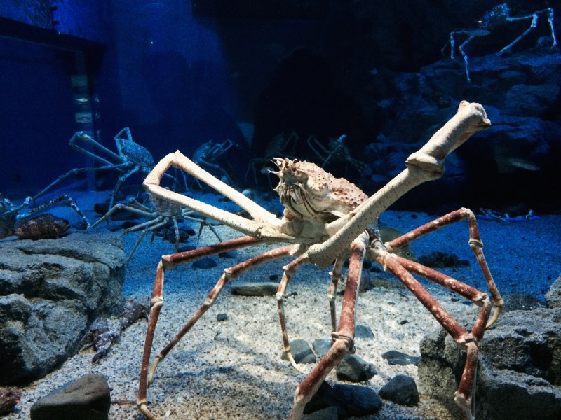Macrocheira kaempferi