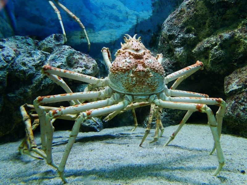 Японский краб макрохейра