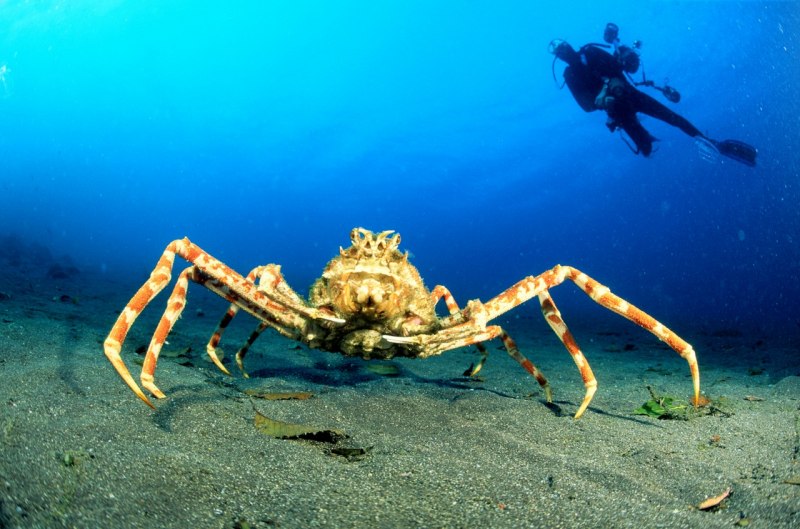 Giant Japanese Spider Crab