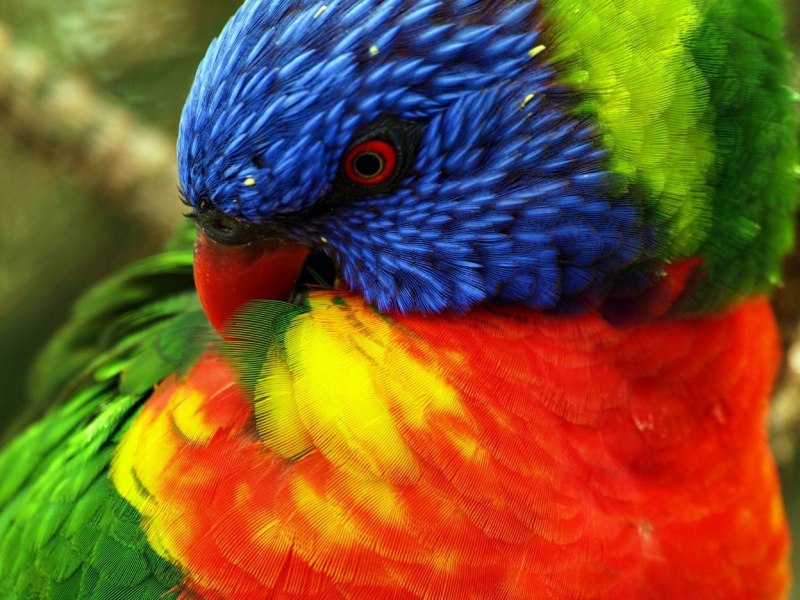 Rainbow Lorikeet попугай