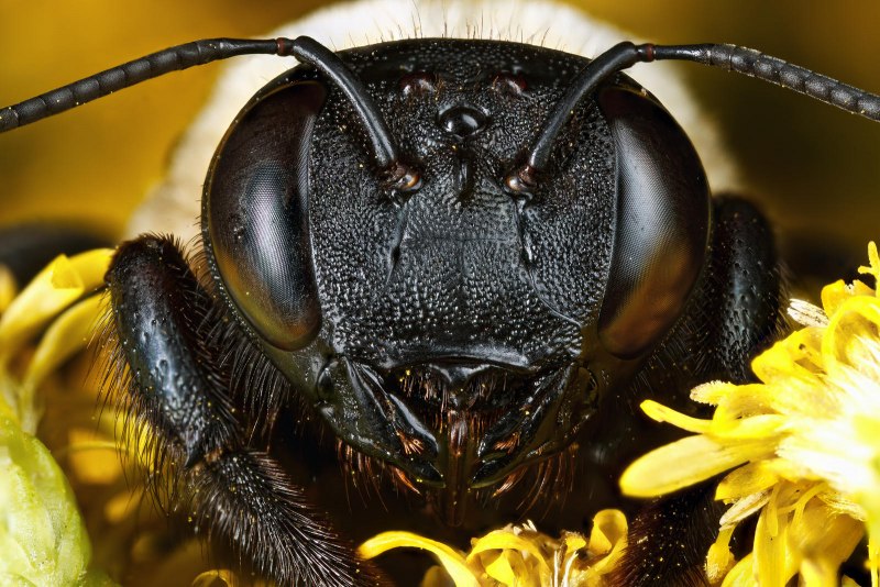 Пчела-плотник обыкновенная (Xylocopa Valga)