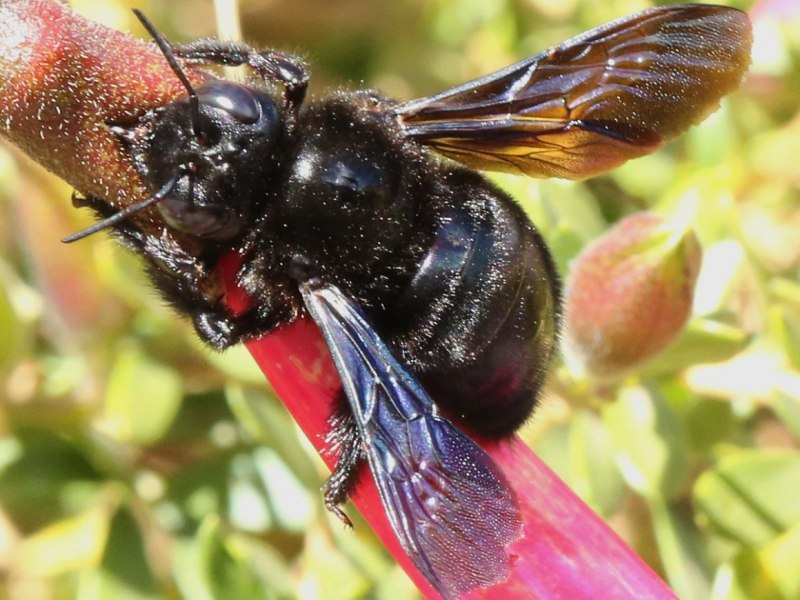 Пчела-плотник Xylocopa Valga
