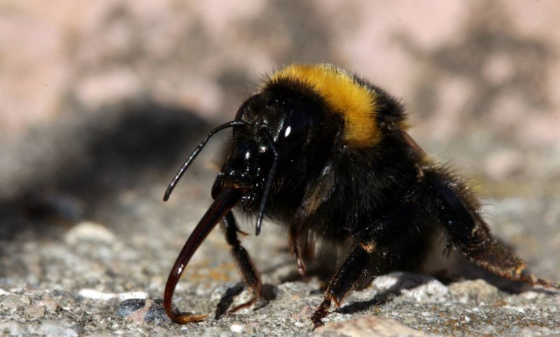 Bombus terrestris жало