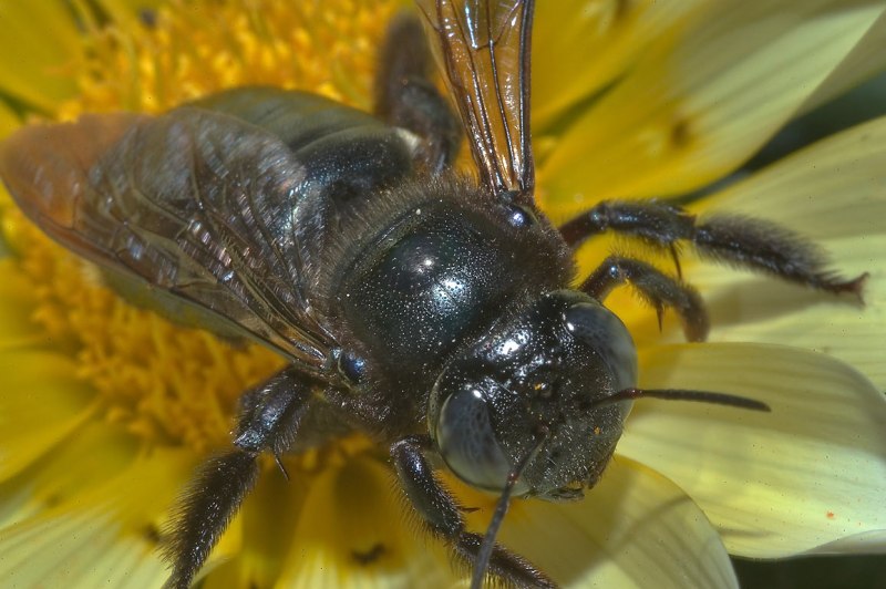 Пчела-плотник Xylocopa Valga