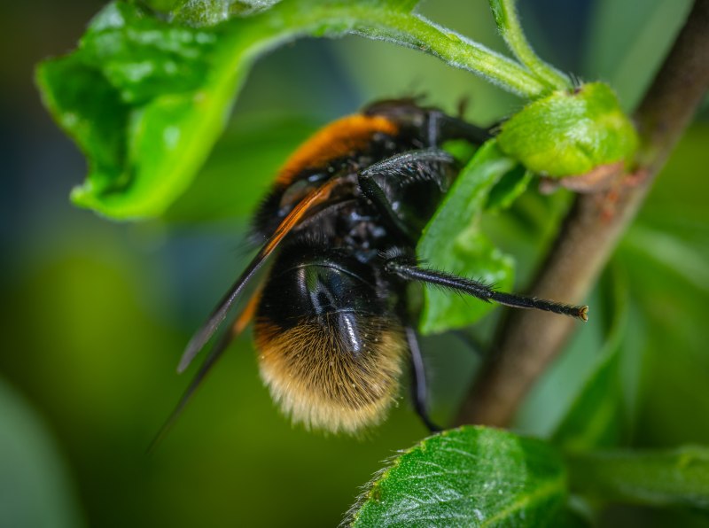 Xylocopa caerulea - пчела