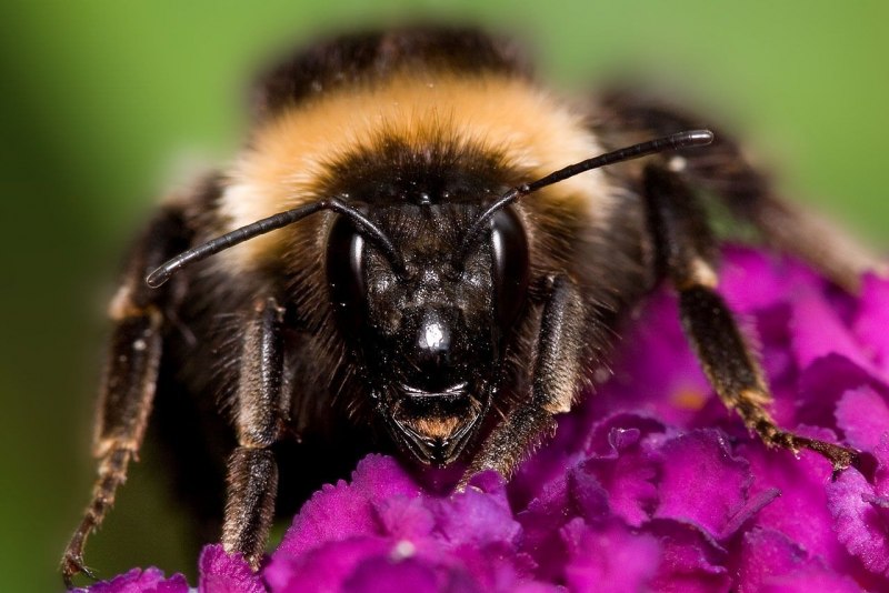 Пчела-плотник Xylocopa Valga