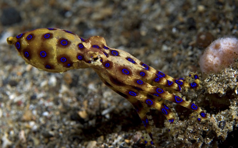 Синекольчатый осьминог (Hapalochlaena maculosa)