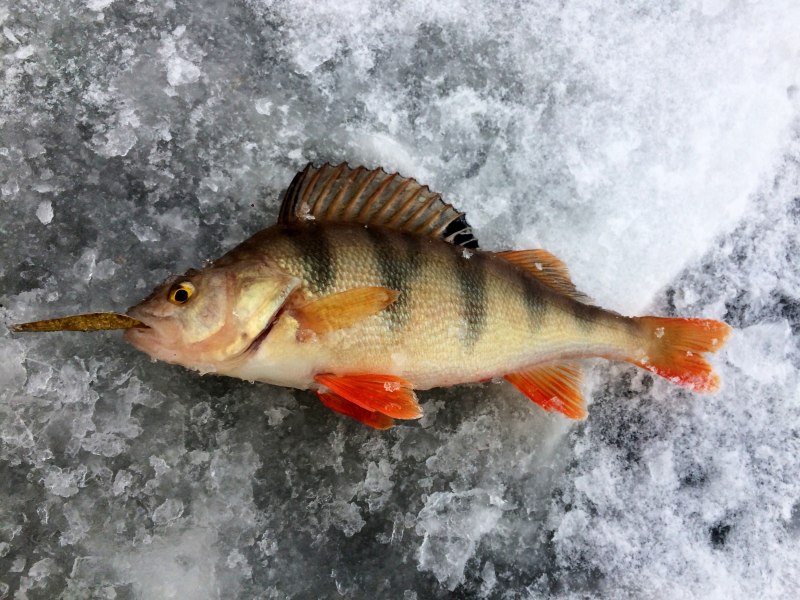 Goneplax rhomboides
