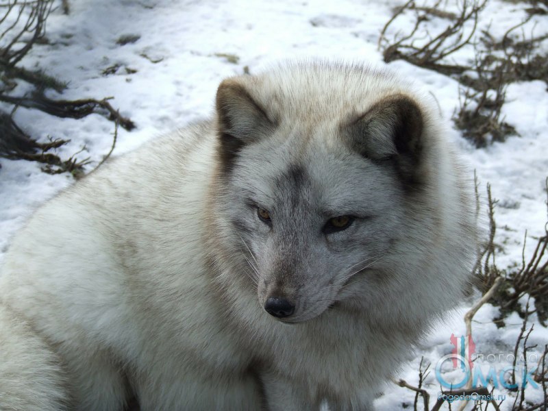 Песец (Alopex lagopus)