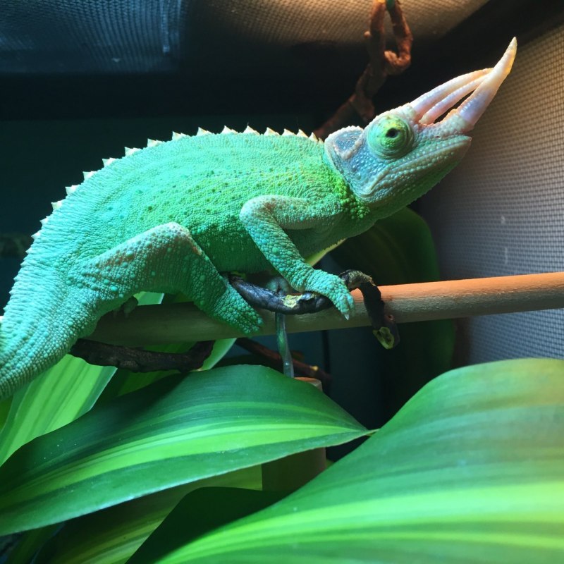 Хамелеон Джексона (Trioceros jacksonii)