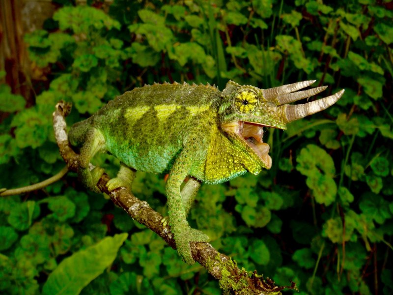 Trioceros johnstoni