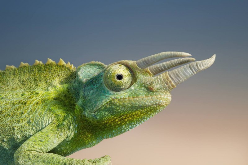Хамелеон Джексона (Trioceros jacksonii)