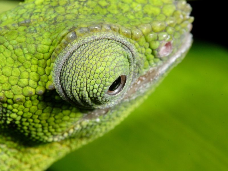 Chamaeleo Chamaeleon
