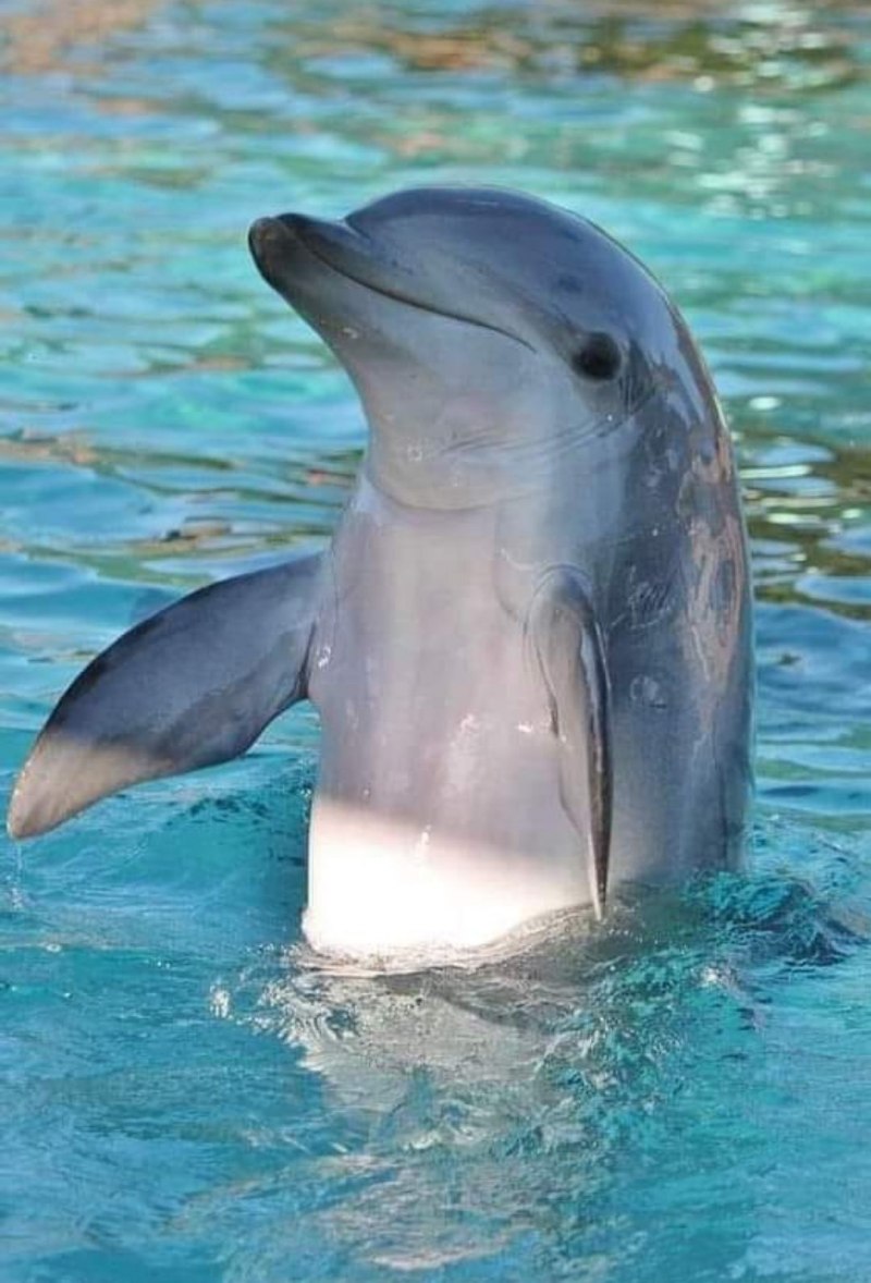 Дельфин млекопитающее (59 фото)