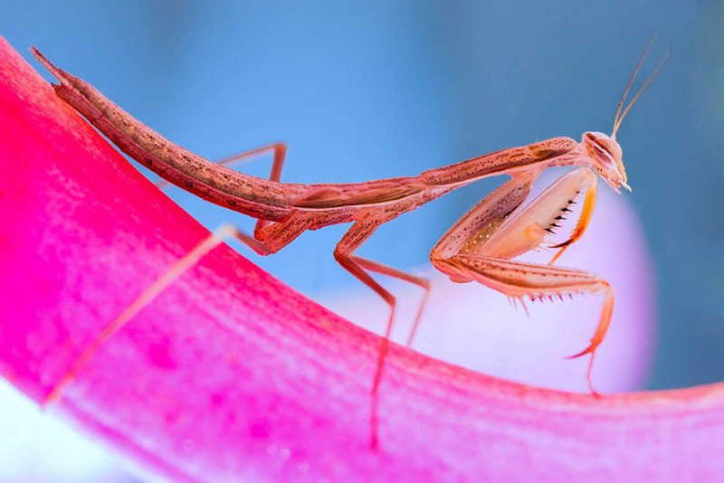 Stenophylla Mantis
