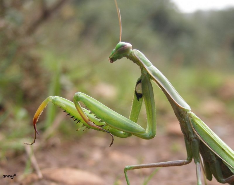 Praying Mantis насекомое
