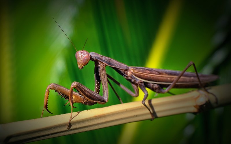 Praying Mantis насекомое