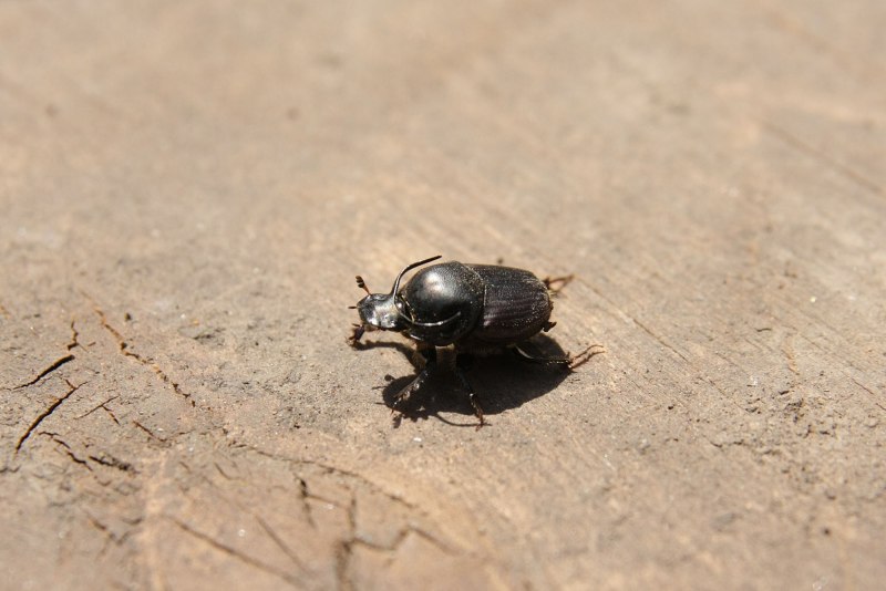 Onthophagus Coenobita