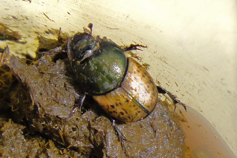 Onthophagus marginalis